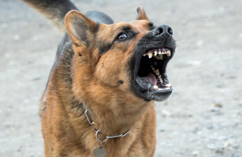 Agresywny pies – jak to możliwe?