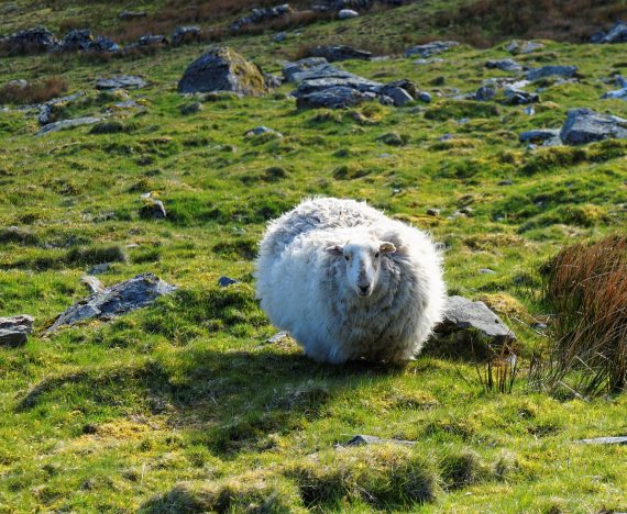 niezwykła historia o owcy