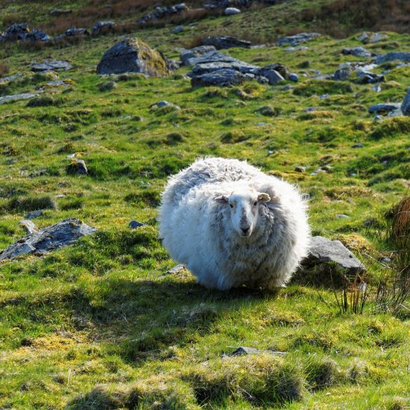 niezwykła historia o owcy